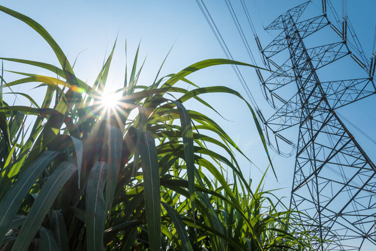 Power,Transmission,Tower,And,Sugarcane,Field,Farm,With,Blue,Sky