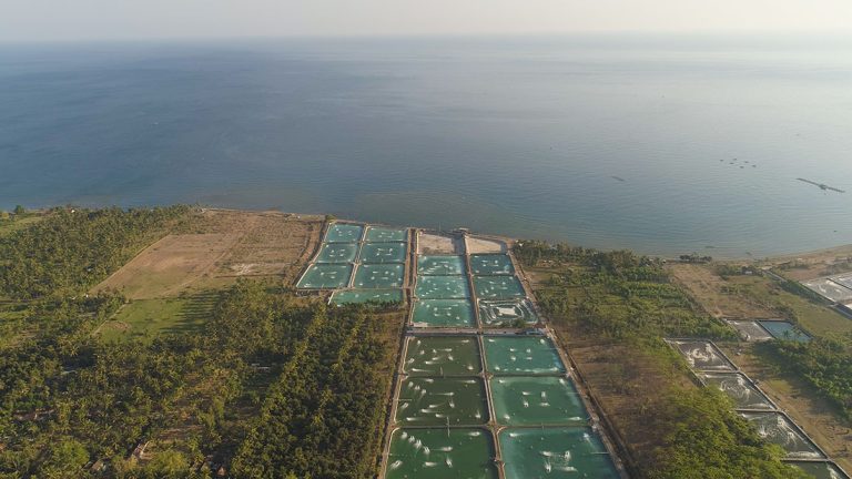 Gone Fishing - Indonesian Aquaculture 1100x619