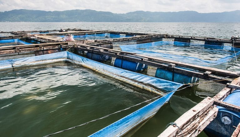 Asia Aquaculture Future